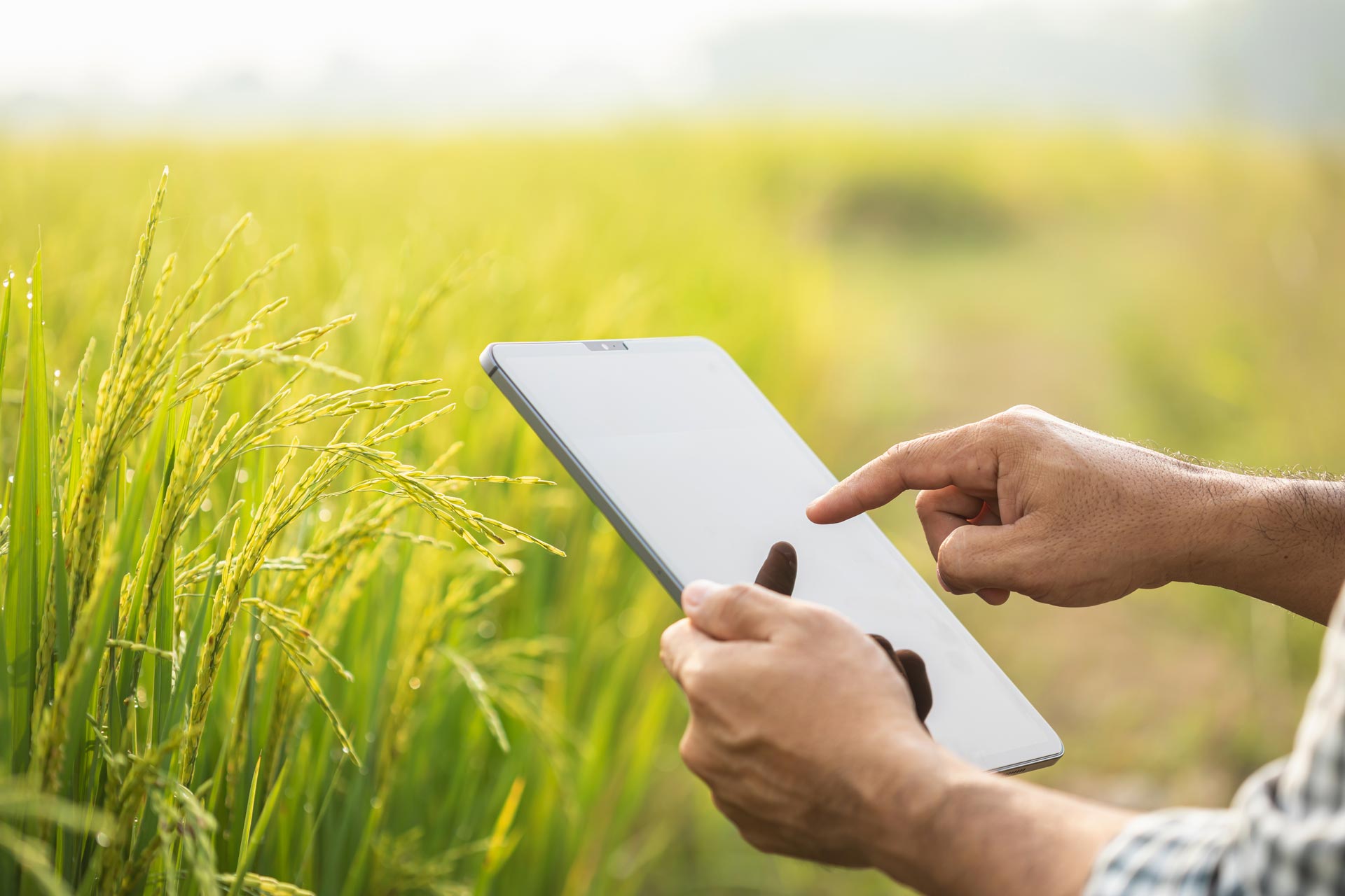 Farmer using a tablet in a crop field